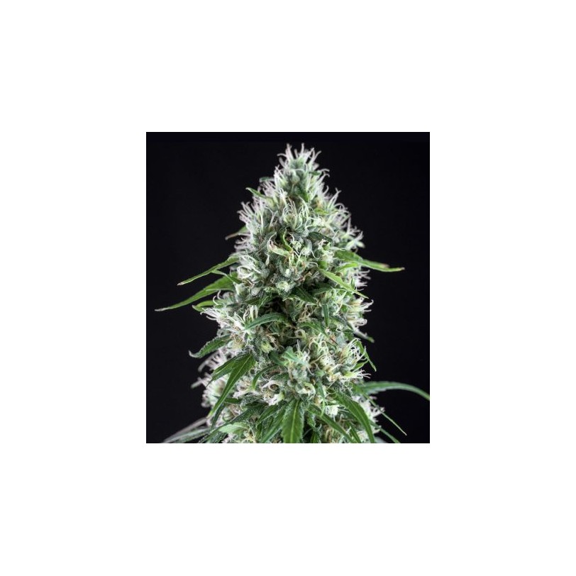 Semilla Super Silver Bilbo 1 ud feminizada - Genehtik Seeds